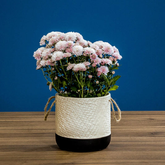 Cachepô em Cerâmica Branco